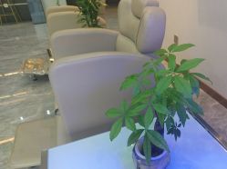 -碧莲盛·不剃发植发