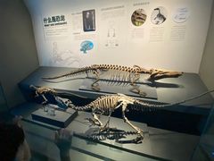 -自贡恐龙博物馆