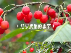 -樱桃山旅游景区