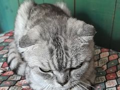 -豌豆小院咖啡馆