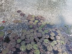 -微山湖红荷湿地景区