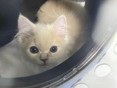 -达爱动物医院·犬猫分区·CT·复杂眼科(远洋山水分院)