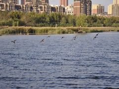 -前关湿地公园