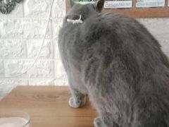 -平行世界·猫咖(首经贸店)