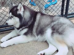 -TrueLove @ Neverland (Husky Cafe)