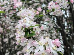 -两河城市森林公园