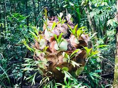 -热带雨林自然公园