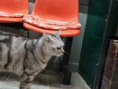 -猫咪博物馆(顶澳仔猫街店)