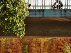 -白鹭湾湿地公园