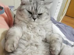 -纳吉亚猫专科动物医院博雅分院