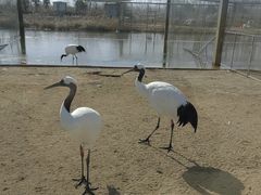 -盐城丹顶鹤湿地生态旅游区