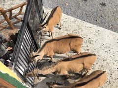 -无锡动物园·太湖欢乐园