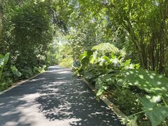 -中国科学院西双版纳热带植物园