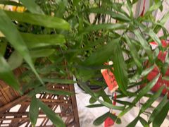 -斯比特花园西餐厅(东方商厦店)