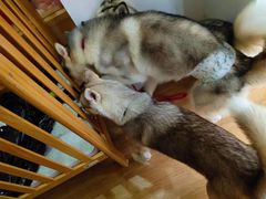 -Husky Go! 哈士奇体验馆·宠物咖啡厅狗咖