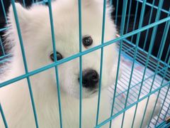 -翊宠yipet猫狗购宠庄园犬舍•猫舍