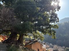 -杨家堂村