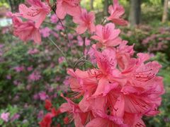 -上海滨江森林公园