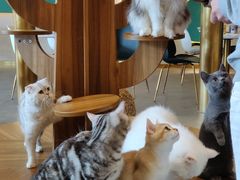 -飞行喵MR PILOT|猫舍·猫咖(静安大融城店)