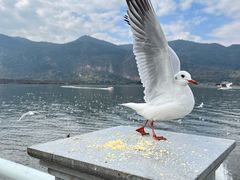 -海埂大坝