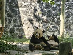 -都江堰中华大熊猫苑