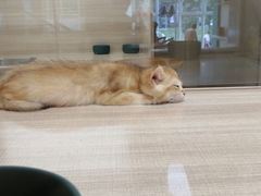 -飞行喵MR PILOT|猫舍·猫咖(静安大融城店)