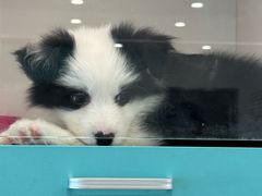 -萌宠之家·腊肠犬·马尔泰·小体犬舍