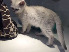 -龟与熊猫宠物公园(南坪店)