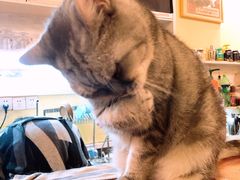 -猫色咖啡·猫咖