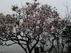 -上海佘山国家森林公园西佘山园