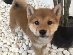 -柴犬小屋·柴餐厅·狗咖食堂(金鼎广场店)