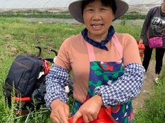 -小鱼草莓采摘园农家乐·小鱼餐厅