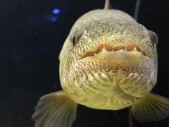 -暹罗海洋世界