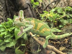 -广州长隆飞鸟乐园
