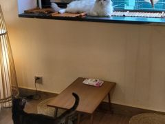 -楼上猫咖(罗湖店)