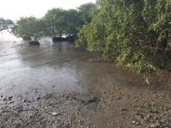 -宝安西湾红树林湿地公园