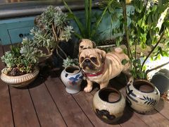 -财神鸡煲(华强北店)