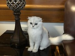 -东方名猫馆·英短金渐层布偶猫舍(环线广场1号楼店)