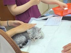 -美联众合动物医院·24h转诊中心
