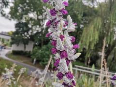 -西山漾湿地公园