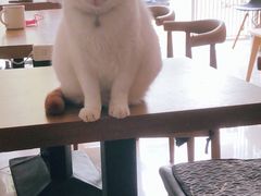 -平行世界·猫咖(首经贸店)
