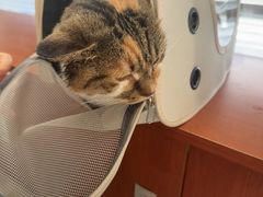 -艾贝尔宠物医院 ·内科全科(梁溪路店)