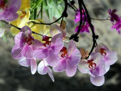 -石家庄市植物园