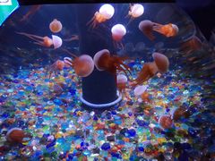 -成都浩海立方海洋公园