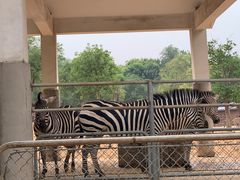-石家庄市动物园