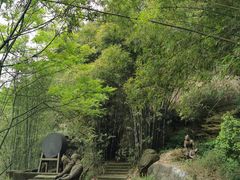 -铁山坪森林公园