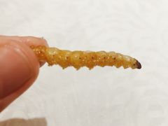-一品滇香·云南菜(公益西桥店)