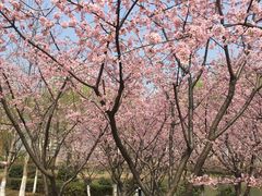 -白塘生态植物园