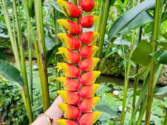 -中国科学院西双版纳热带植物园