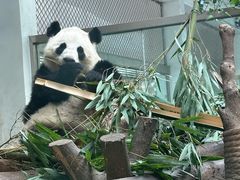 -成都动物园